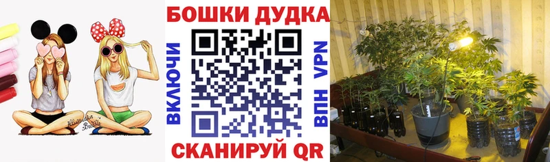 Бошки Шишки индика Тбилисская